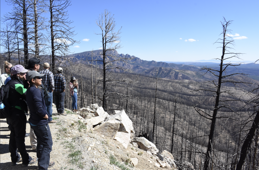 View of HPCC burn, the view looks downhill upon a forest of matchstick trees